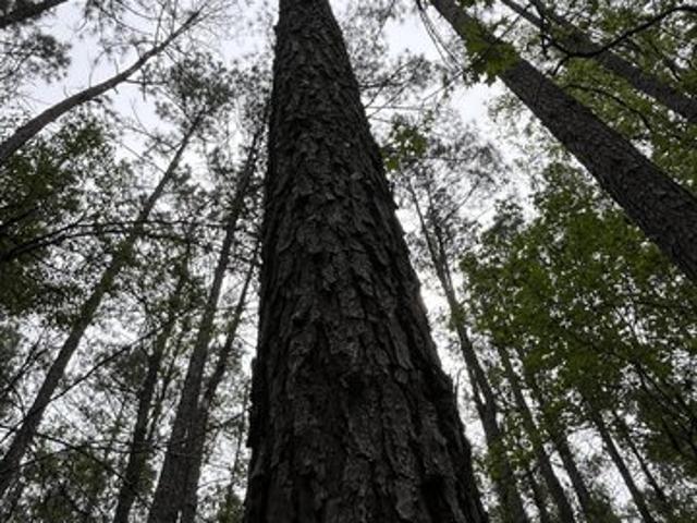 Land for sale in Mississippi