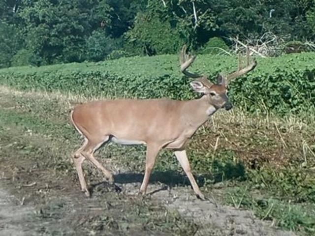 Land for sale in Saint Joseph, Louisiana