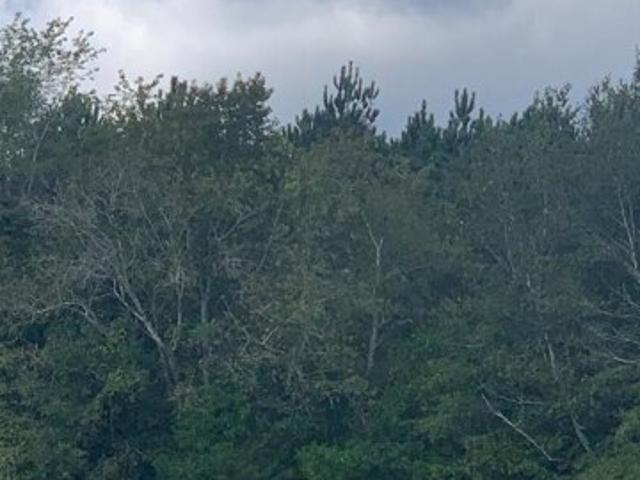 Land for sale in Blackville
