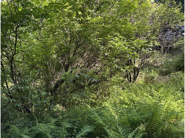 Land for sale in Oregonia