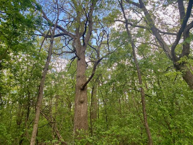 Land for sale in Wisconsin