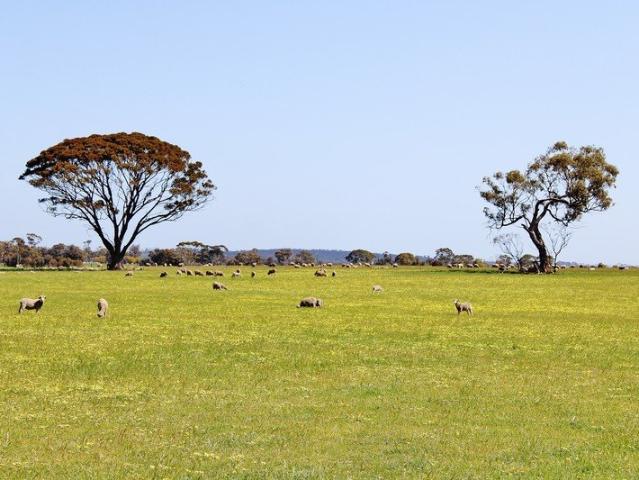 Cottage for sale in Wagin, Western Australia
