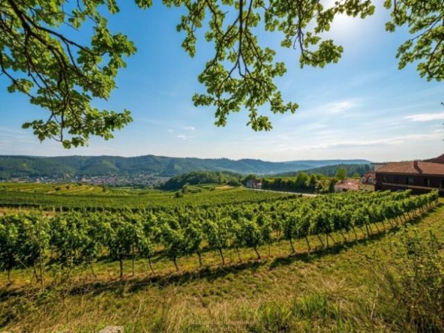 Landwirtschaft kaufen in Bad St. Leonhard im Lavanttal, Kärnten