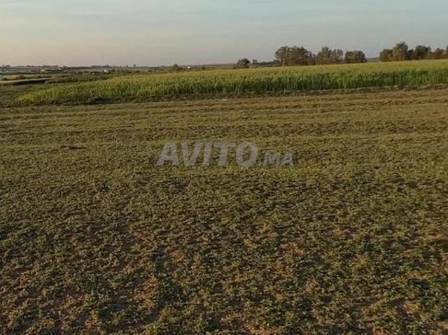 Propriété vente à Sidi Allal El Bahraoui