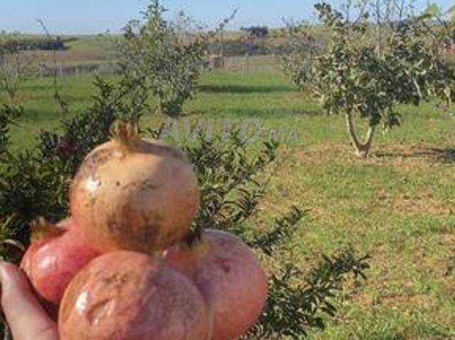 Propriété vente à Sidi Allal El Bahraoui