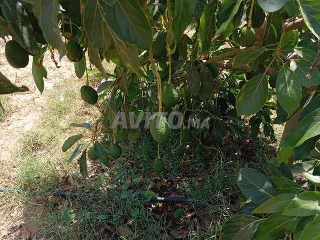 Propriété vente à Sidi Allal El Bahraoui