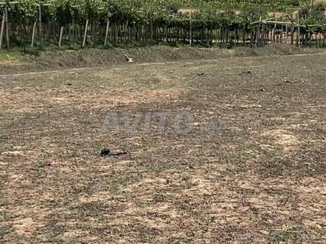 Propriété vente à Sidi Allal El Bahraoui