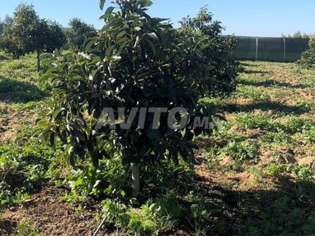 Propriété vente à Sidi Allal El Bahraoui