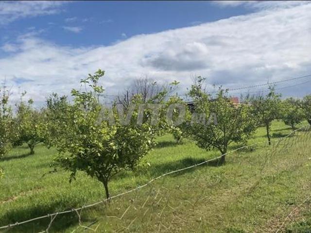 Propriété vente à Lyautey