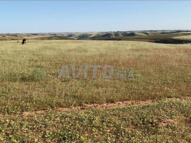 Propriété vente à Sidi Allal El Bahraoui