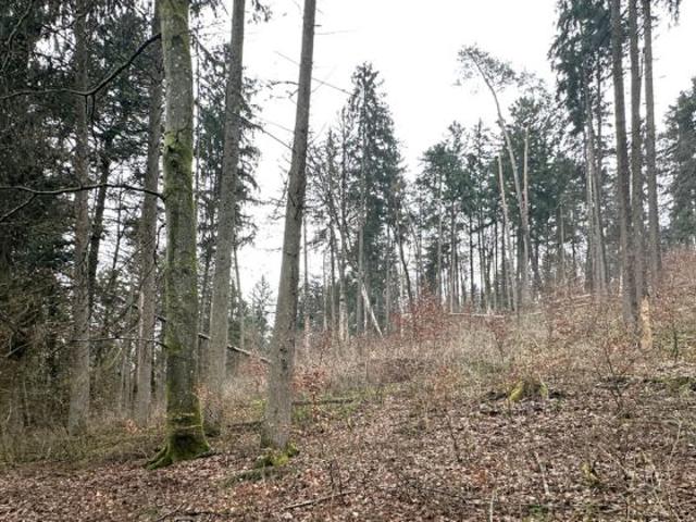Erdgeschosswohnung kaufen in Weigendorf, Bayern
