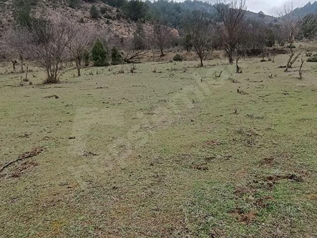 Borcak, Söğüt içerisinde satılık mülk