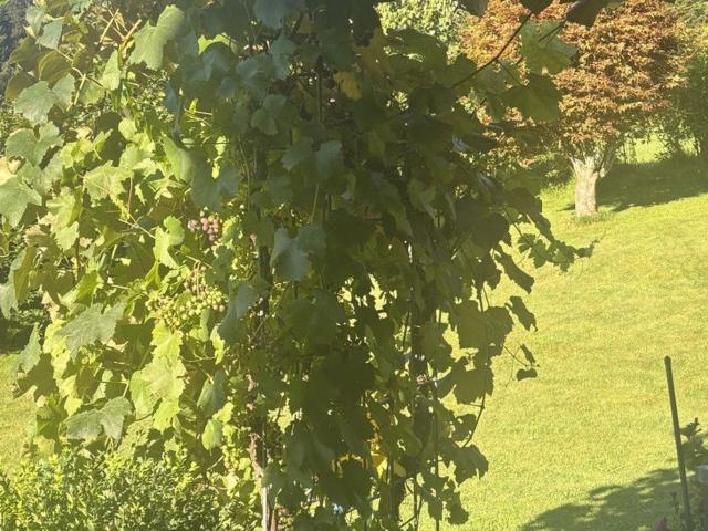 Wohnung mieten in Jochberg, Tirol