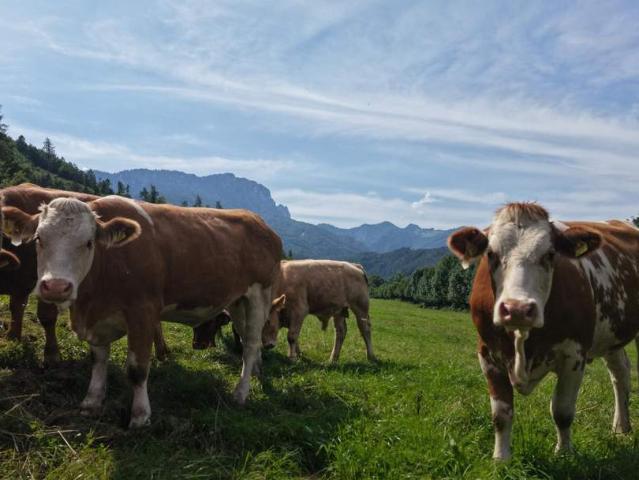 Gewerbe kaufen in Kirchdorf, Pernegg an der Mur