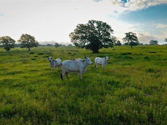 Land for sale in Rosanky, Texas