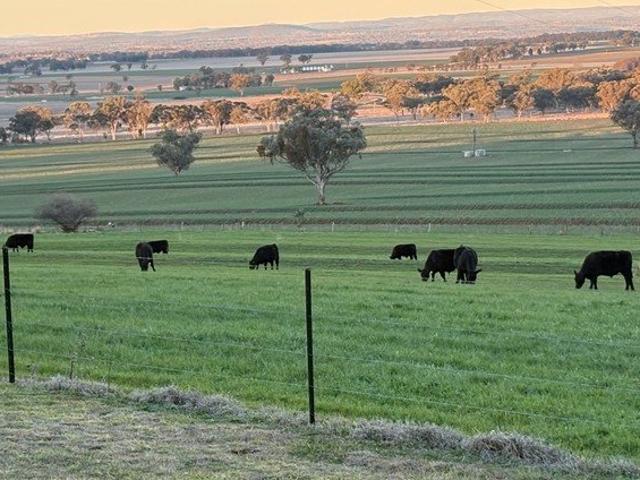 Cottage for sale in Mount Russell, New South Wales