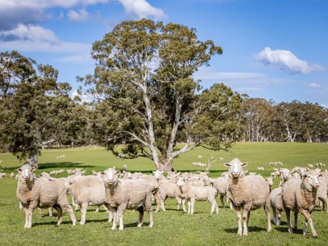 Cottage for sale in South Australia
