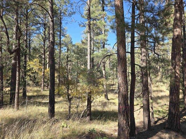 Land for sale in Timberon, New Mexico