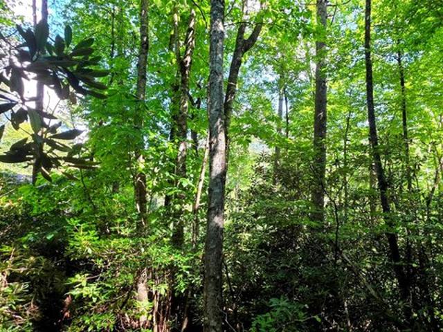 Land for sale in Sapphire, Transylvania County