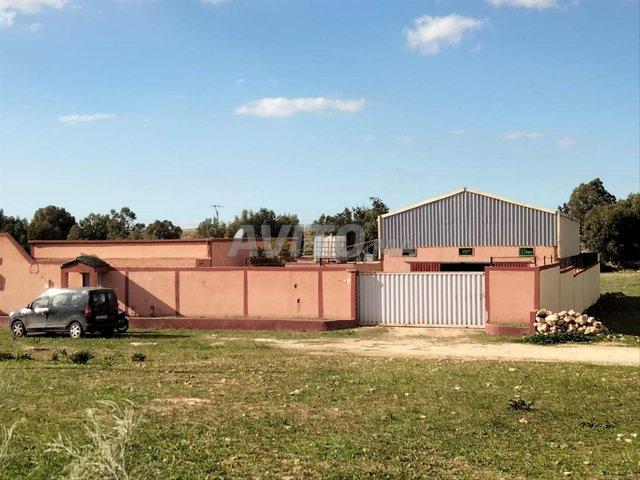 Local commercial location à Saf, L'Oriental