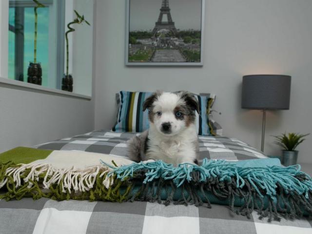 Apartment for rent in Seattle, Washington