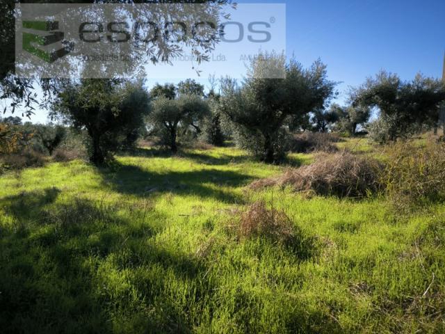 Quinta venda em Castelo Branco