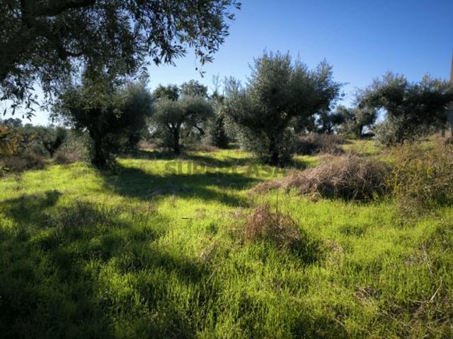 Terreno venda em Castelo Branco
