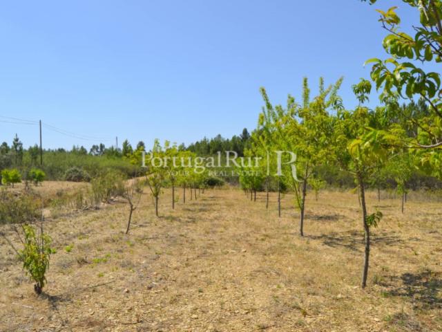 Terreno venda em Castelo Branco, Proença-a-nova