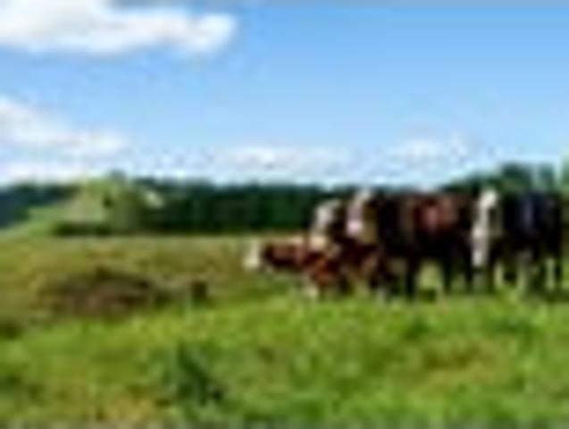 Land for sale in Bay Of Plenty