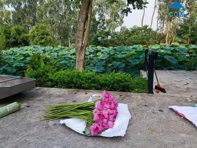 Nhà mặt phố bán tại Bắc Ninh