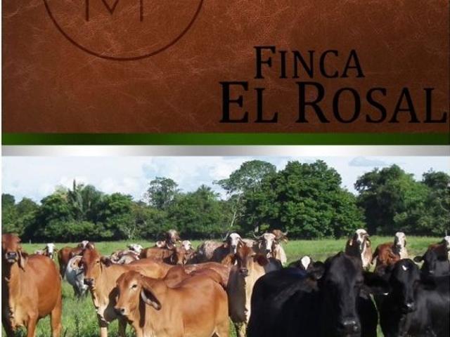 Propiedad en venta en Las Guafitas, Barinas