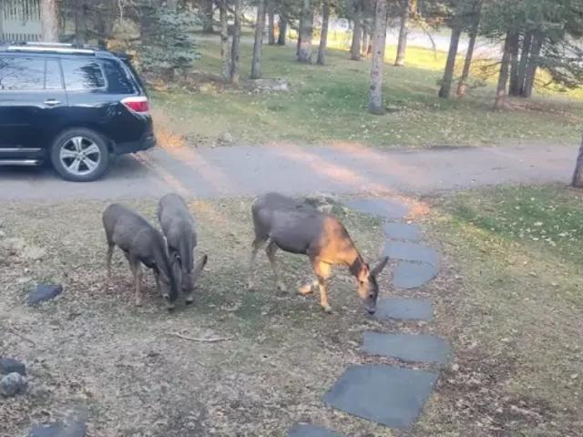 House for rent in Redwood Meadows, Rocky View County