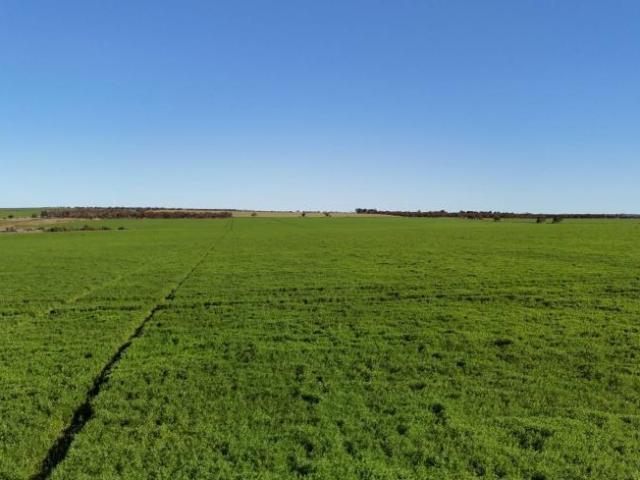 House for sale in Buckleboo, The District Council of Kimba