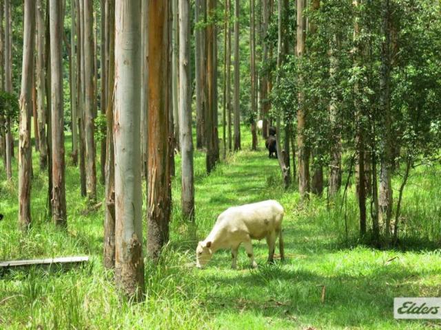 House for sale in Kunghur Creek, Tweed Shire Council