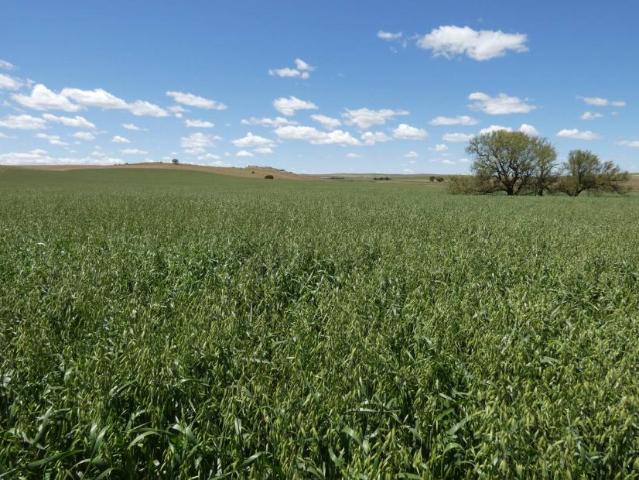 House for sale in Goyder, South Australia