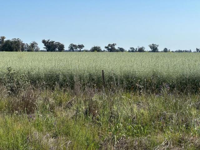 House for sale in Quandialla, New South Wales