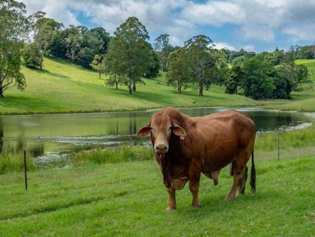House for sale in Bellthorpe, Greater Brisbane