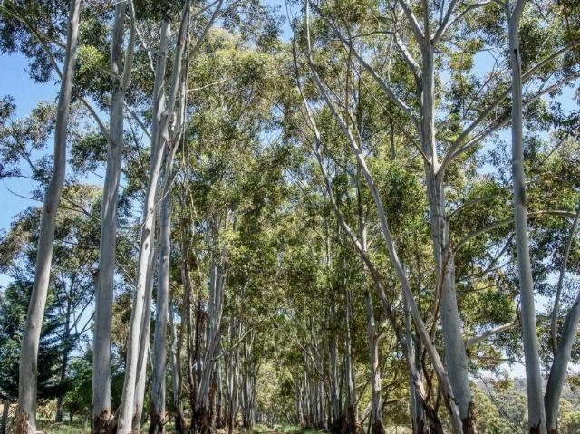 House for sale in Kangaroo Gully, Shire Of Bridgetown-Greenbushes