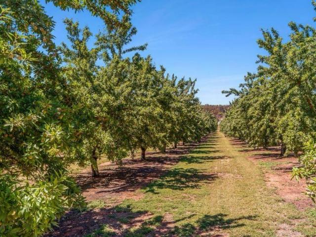House for sale in Lyrup, Renmark Paringa Council