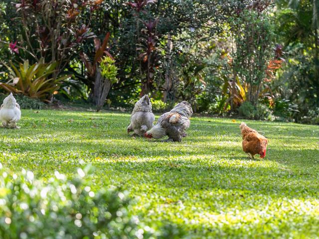 House for rent in Cooroibah, Queensland
