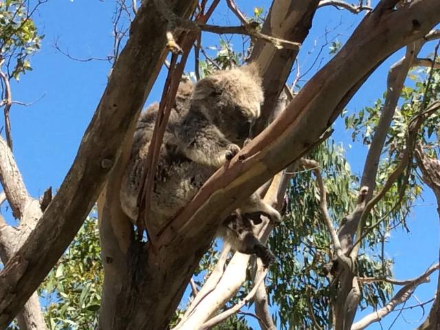 House for rent in Tarwin Lower, Victoria