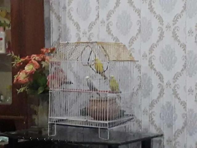 House for rent in Bahawalnagar, Islamabad Capital Territory