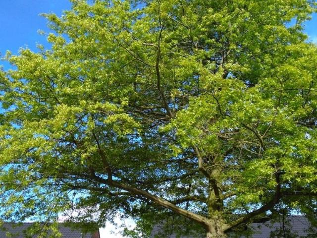 Woning te huur in Maastricht-West, Limburg