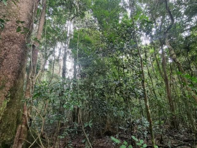 House for sale in Lindendale, Lismore City Council