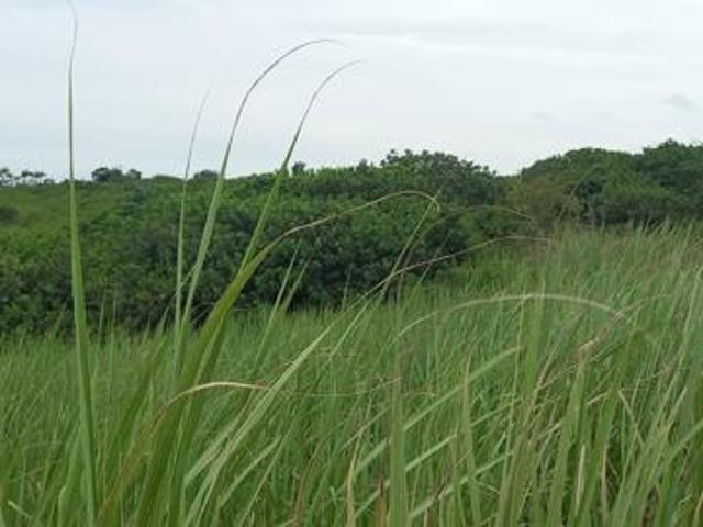 Land for sale in Ballito, KwaDukuza Local Municipality