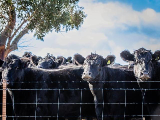 House for rent in Naracoorte, South Australia