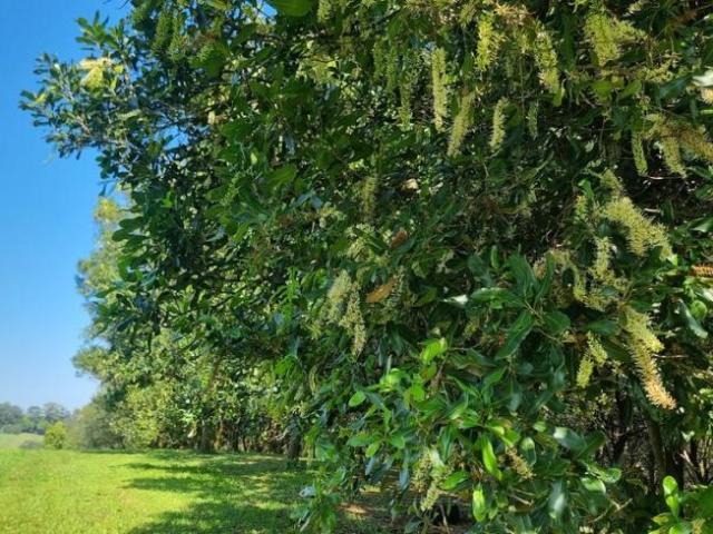 House for sale in Dunoon, New South Wales