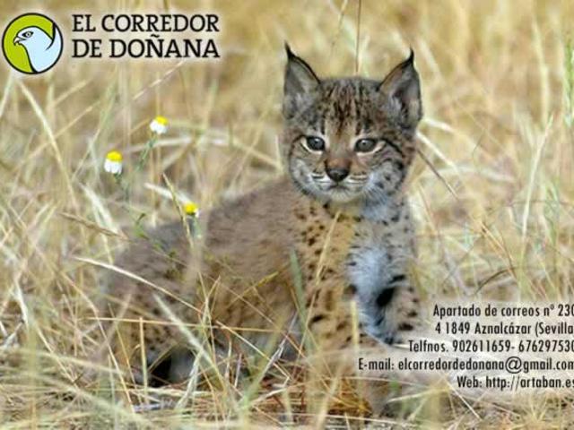 Casa en alquiler en Aznalcázar, Sevilla