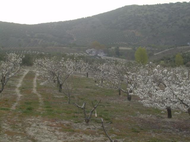 Casa en alquiler en Montejícar