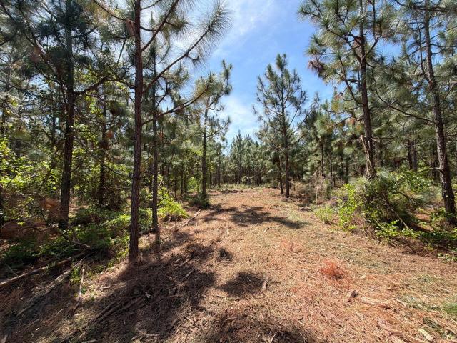 Land for sale in Wagener, Aiken County